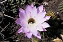 ECHINOPSIS CALOCHLORA VAR.TUBIFLORA_FIORE_01.JPG
